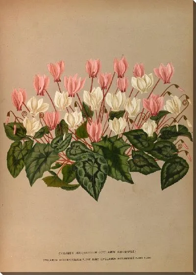 Картина Цикламен Hederaefolium (Cyclamen Autumnale) (1872-1881)