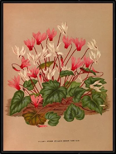 Картина Цикламен Вернум (1872-1881)