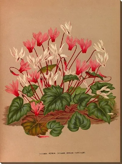 Картина Цикламен Вернум (1872-1881)