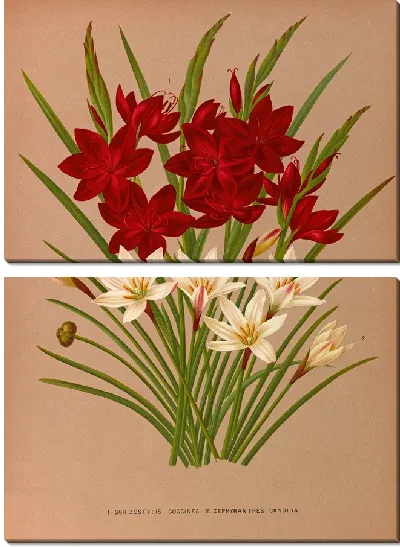 Картина Шизостилис Кокцинеа и Зефирантес Кандида (1872-1881)