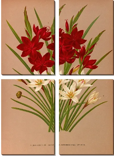 Картина Шизостилис Кокцинеа и Зефирантес Кандида (1872-1881)