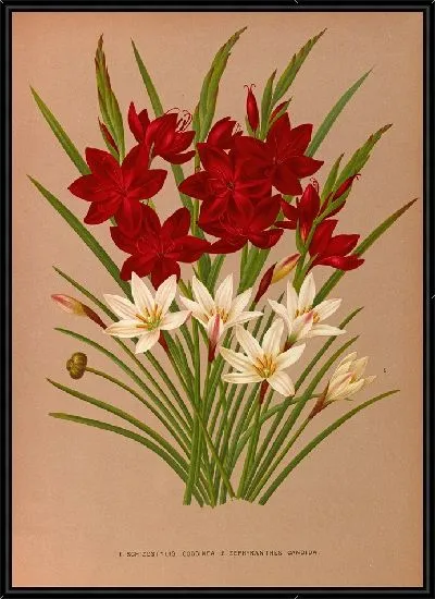 Картина Шизостилис Кокцинеа и Зефирантес Кандида (1872-1881)