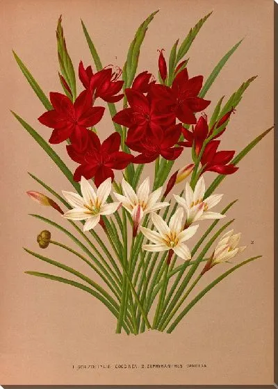 Картина Шизостилис Кокцинеа и Зефирантес Кандида (1872-1881)