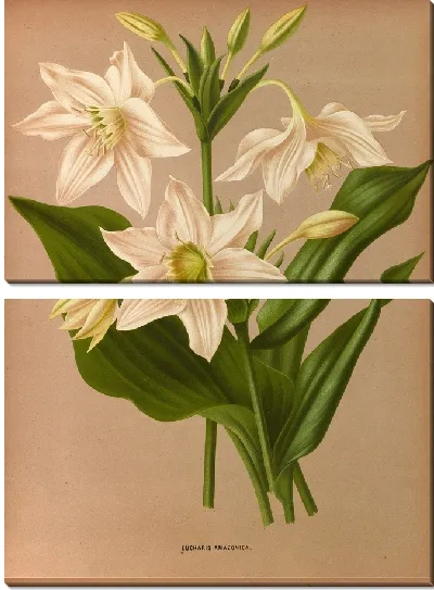 Картина Эухарис амазонский (1872-1881)