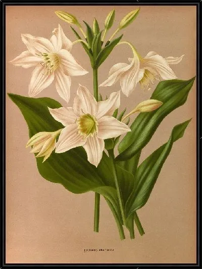 Картина Эухарис амазонский (1872-1881)