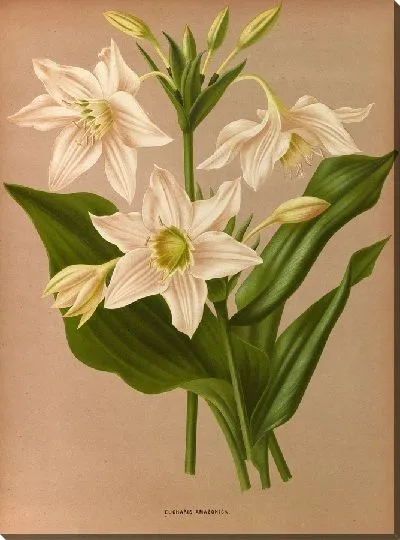 Картина Эухарис амазонский (1872-1881)