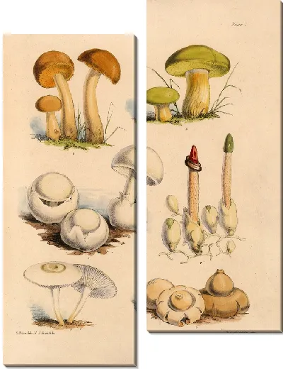Картина Грибы наших полей и лесов №1