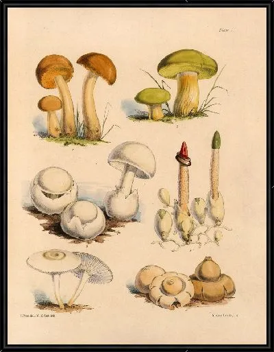 Картина Грибы наших полей и лесов №1