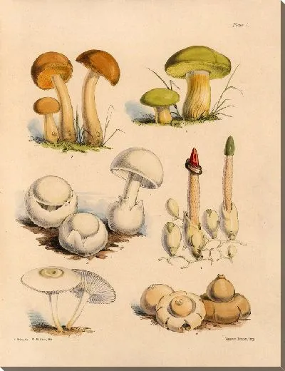 Картина Грибы наших полей и лесов №1