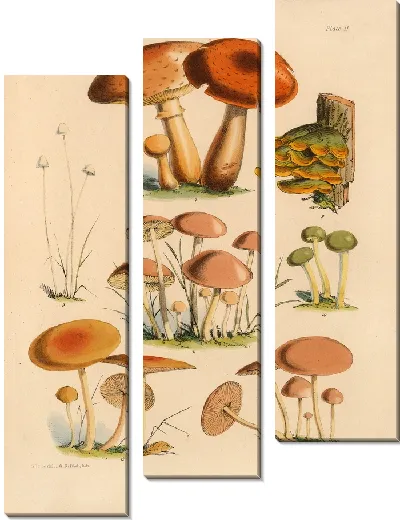 Картина Грибы наших полей и лесов №2