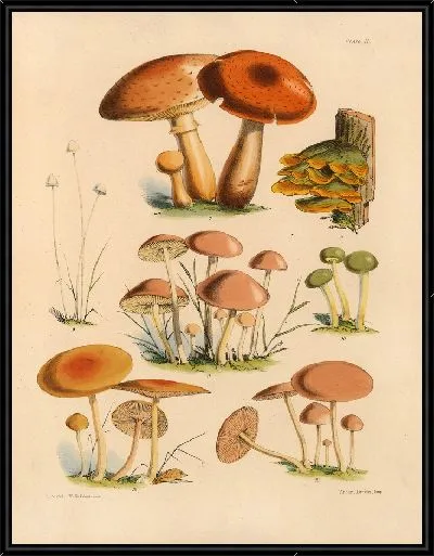 Картина Грибы наших полей и лесов №2