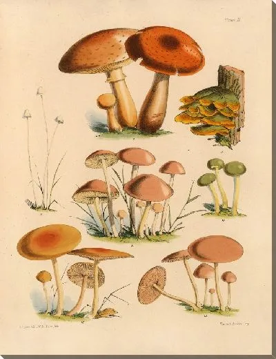 Картина Грибы наших полей и лесов №2