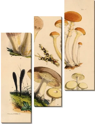 Картина Грибы наших полей и лесов №3