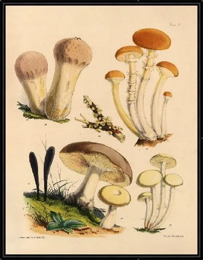 Картина Грибы наших полей и лесов №3