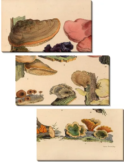 Картина Грибы наших полей и лесов №4