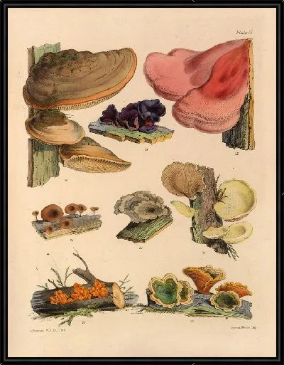 Картина Грибы наших полей и лесов №4