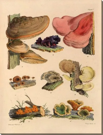 Картина Грибы наших полей и лесов №4