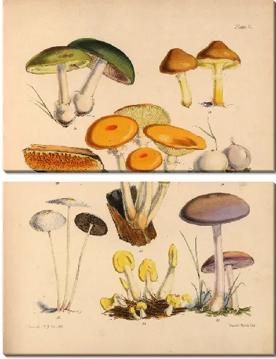 Картина Грибы наших полей и лесов №5