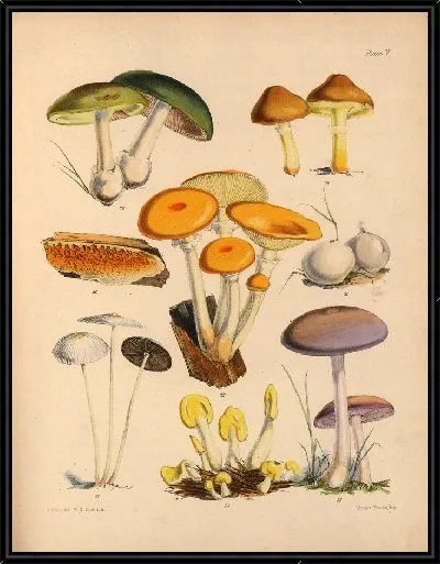 Картина Грибы наших полей и лесов №5