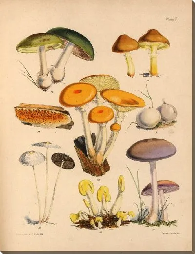 Картина Грибы наших полей и лесов №5