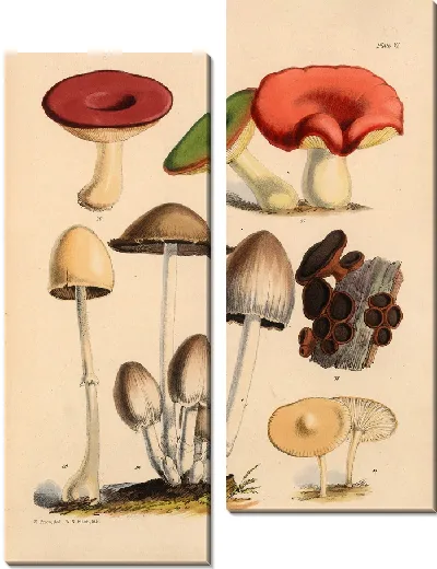 Картина Грибы наших полей и лесов №6