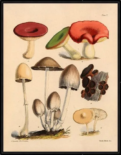 Картина Грибы наших полей и лесов №6