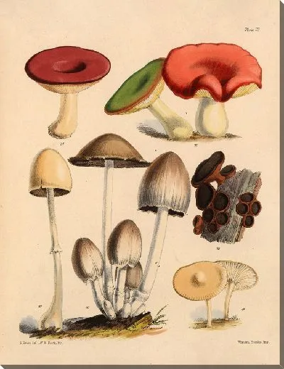 Картина Грибы наших полей и лесов №6