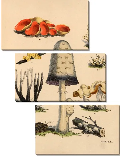 Картина Грибы наших полей и лесов №7