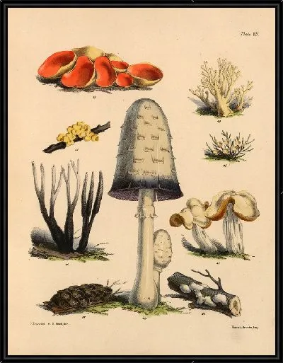 Картина Грибы наших полей и лесов №7