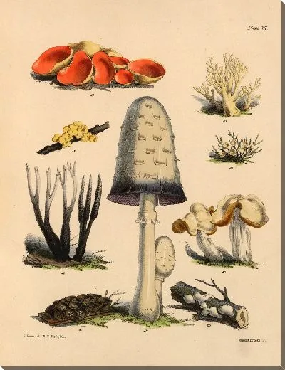 Картина Грибы наших полей и лесов №7