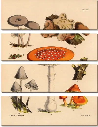 Картина Грибы наших полей и лесов №8