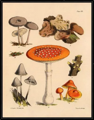 Картина Грибы наших полей и лесов №8