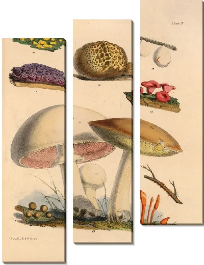Картина Грибы наших полей и лесов №9