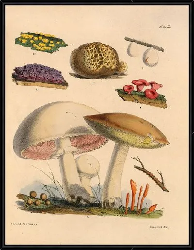 Картина Грибы наших полей и лесов №9