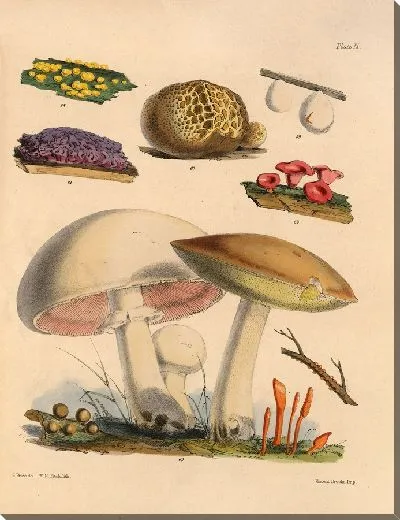 Картина Грибы наших полей и лесов №9