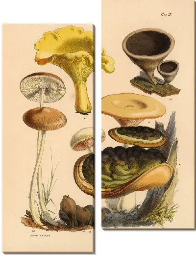 Картина Грибы наших полей и лесов №10