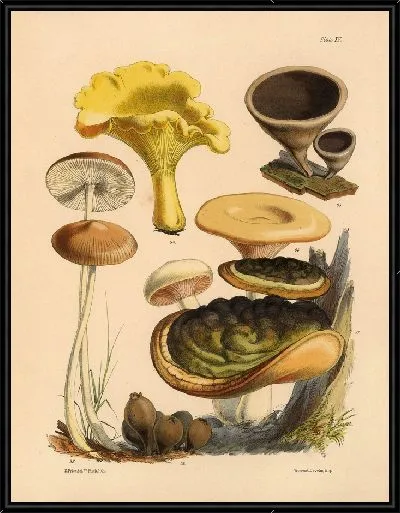 Картина Грибы наших полей и лесов №10