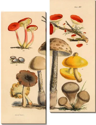 Картина Грибы наших полей и лесов №11