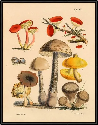 Картина Грибы наших полей и лесов №11