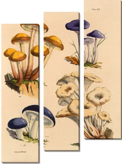 Картина Грибы наших полей и лесов №12