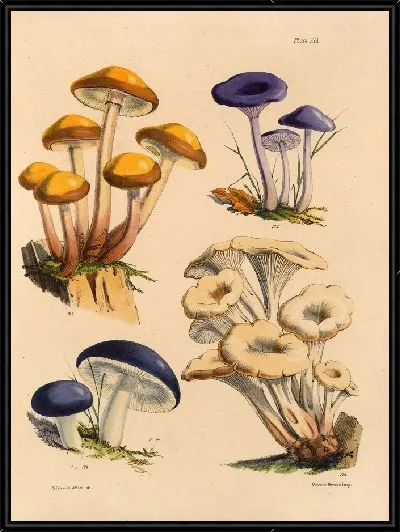 Картина Грибы наших полей и лесов №12