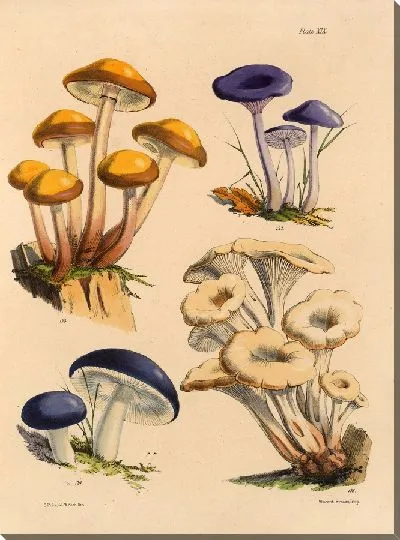 Картина Грибы наших полей и лесов №12