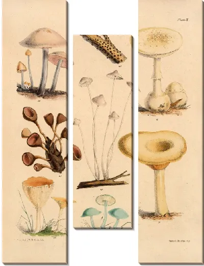 Картина Грибы наших полей и лесов №13