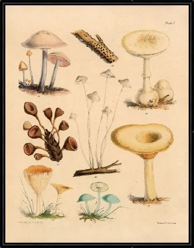 Картина Грибы наших полей и лесов №13