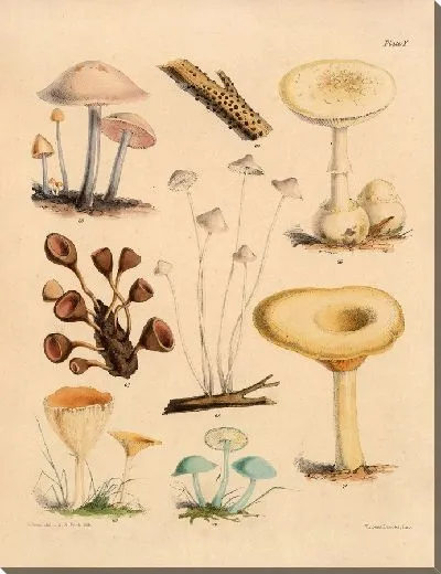 Картина Грибы наших полей и лесов №13