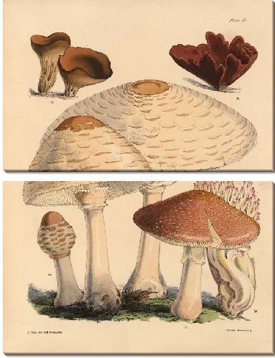 Картина Грибы наших полей и лесов №14