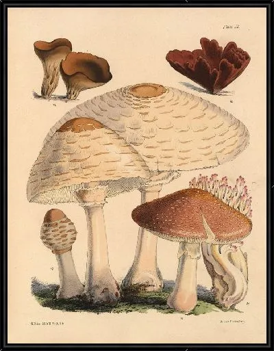 Картина Грибы наших полей и лесов №14