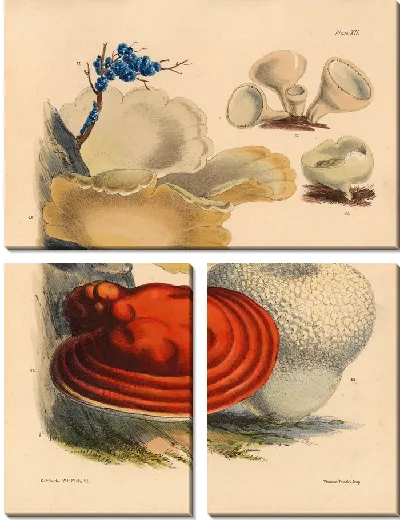 Картина Грибы наших полей и лесов №15