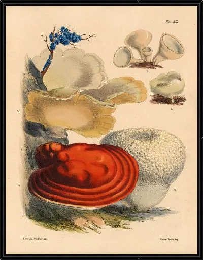 Картина Грибы наших полей и лесов №15