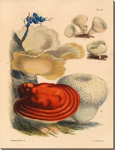 Картина Грибы наших полей и лесов №15